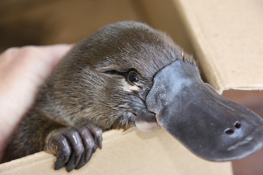 Close up of a platypus face, poking out of a box.