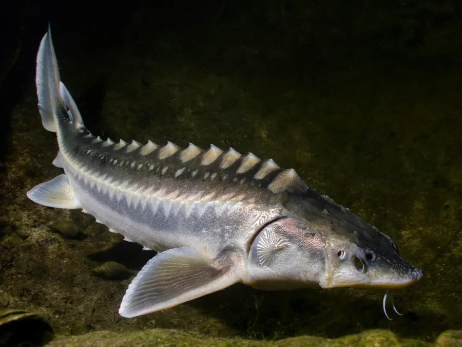 A sturgeon fish swims underwater near the rocky bottom, displaying its elongated body, pointed snout with barbels, and distinctive rows of bony plates along its back.