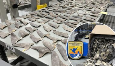 Wildlife officials intercept 1,600 pounds of illegal shark fins in Alaska
