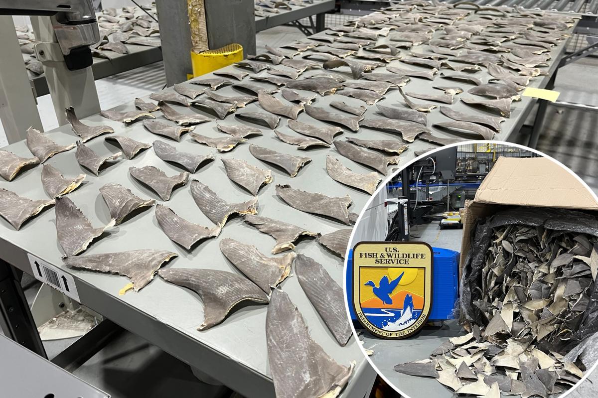 Wildlife officials intercept 1,600 pounds of illegal shark fins in Alaska
