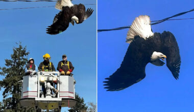 2 Bald Eagles Battling Mid-Air End Up Locked Together and Entangled in Power Lines