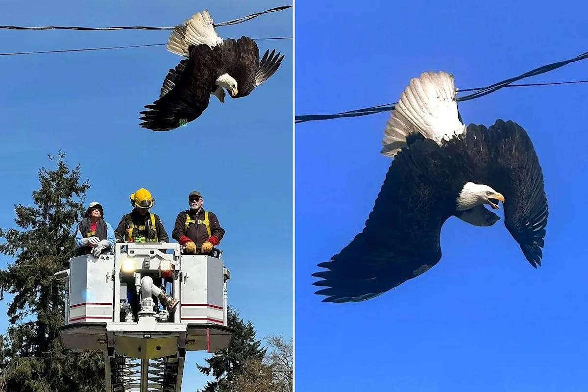 2 Bald Eagles Battling Mid-Air End Up Locked Together and Entangled in Power Lines