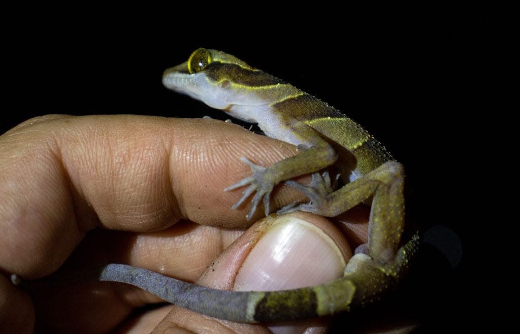 Kamping Poi bent-toed gecko