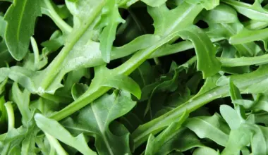 Nutrition Insight logo