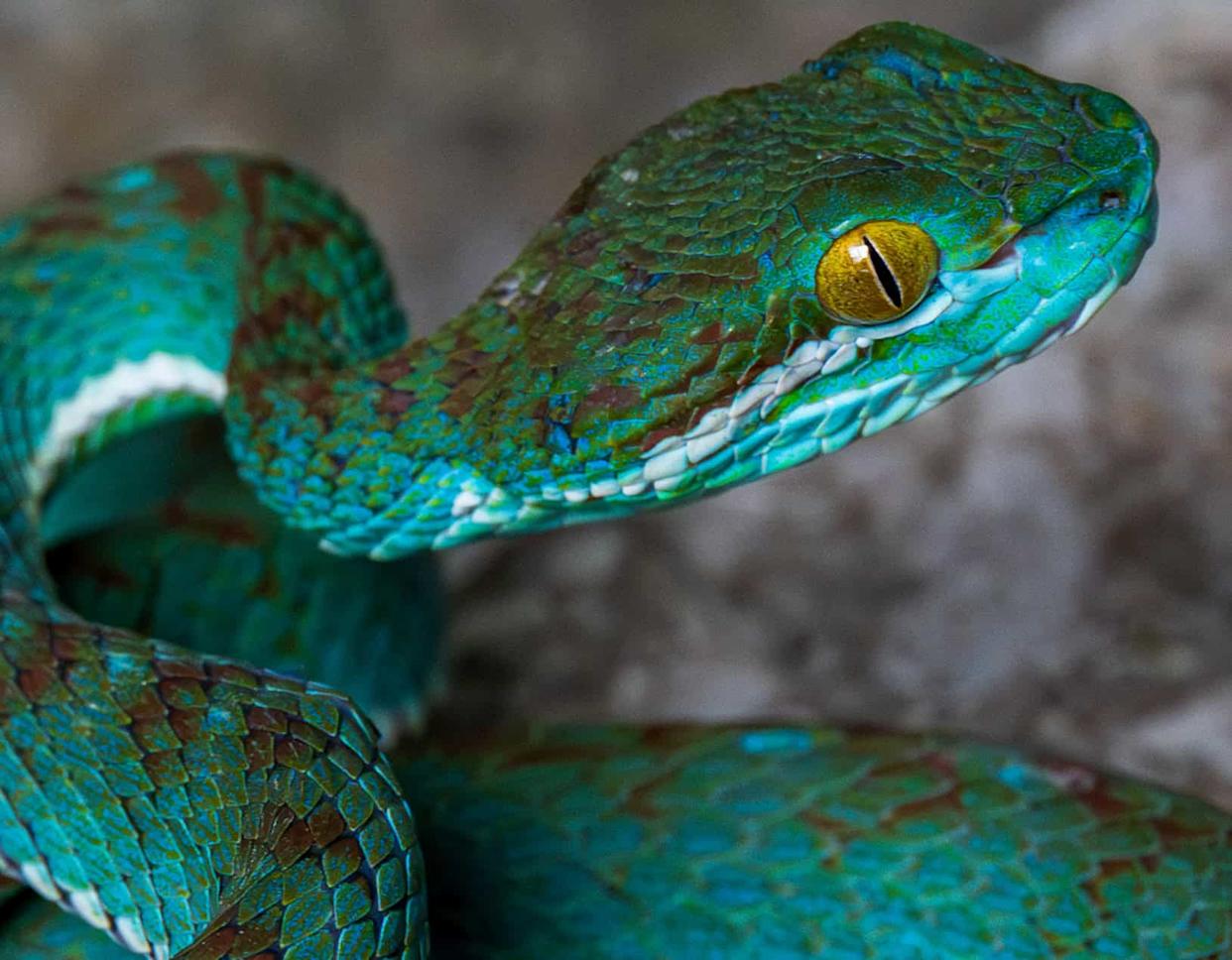 A spectacular new species of pit viper (from the Trimeresurus genus) was collected during a survey of Phnom Prampi in Battambang and is currently being described. Recognised by their triangular heads, these highly venomous snakes track down their warm-blooded prey using the heat-sensitive pits behind their nostrils.