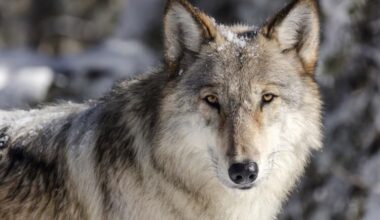 Public comment period opens as federal review targets Colorado's wolf reintroduction program