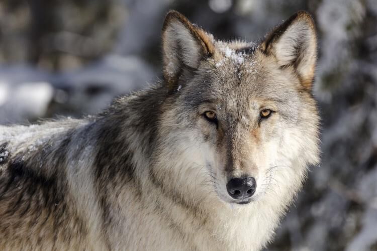 Public comment period opens as federal review targets Colorado's wolf reintroduction program