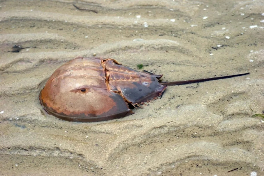 A horseshoe crab with a hard, brown shell and long tail is lying on wet, rippled sand at the beach.