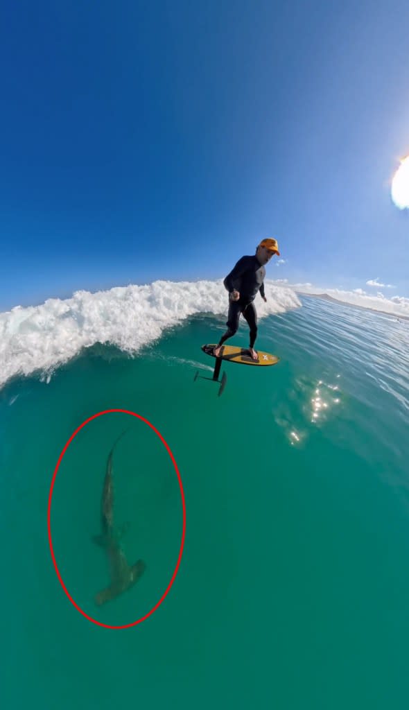 Reynolds surfed right past the shark while surfing off Honolulu. Jam Press/@mattreyn0lds