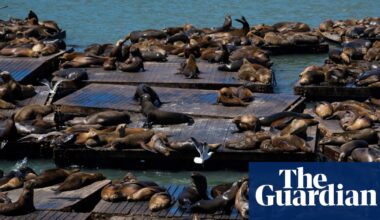 ‘Chonkers’ the large sea lion charms the San Francisco Bay area | San Francisco