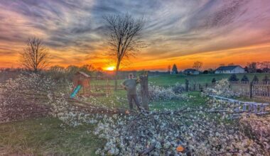 Invasive plant swap helps Tippecanoe County ecosystems thrive | News