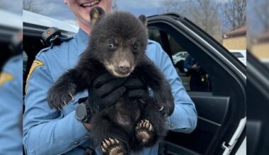 Troopers ‘paws’ for a rescue: Bear cub found alone on I-78 East | Regional