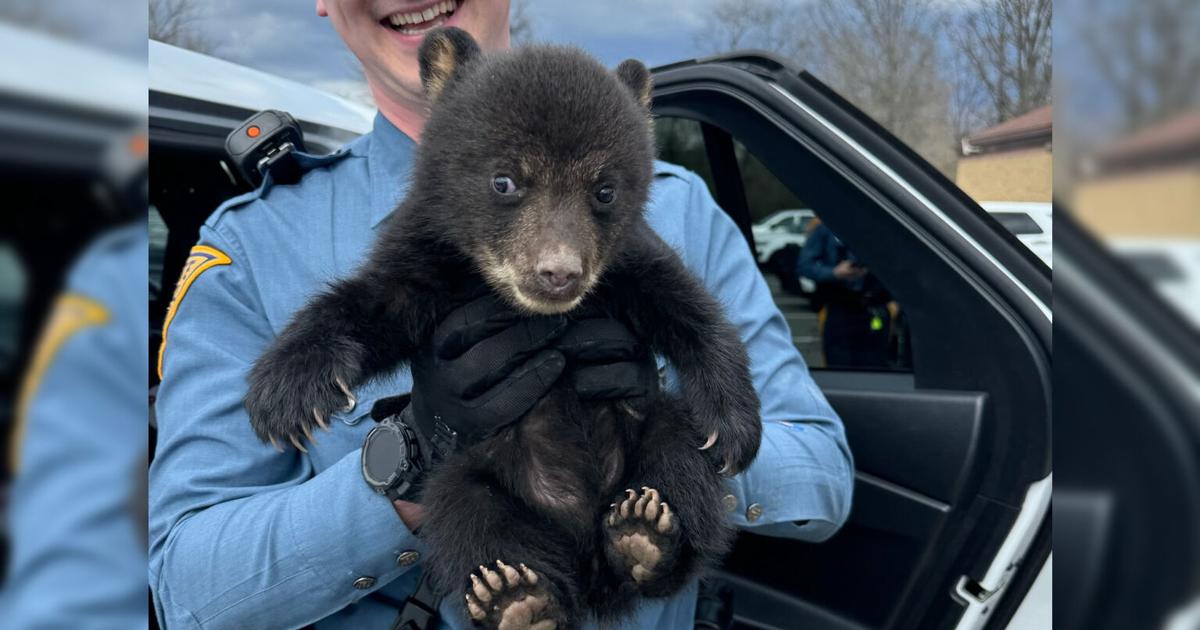Troopers ‘paws’ for a rescue: Bear cub found alone on I-78 East | Regional