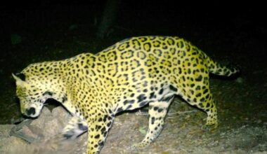 Jaguar known as 'Cinco' expands territory across Southern Arizona | Arizona News