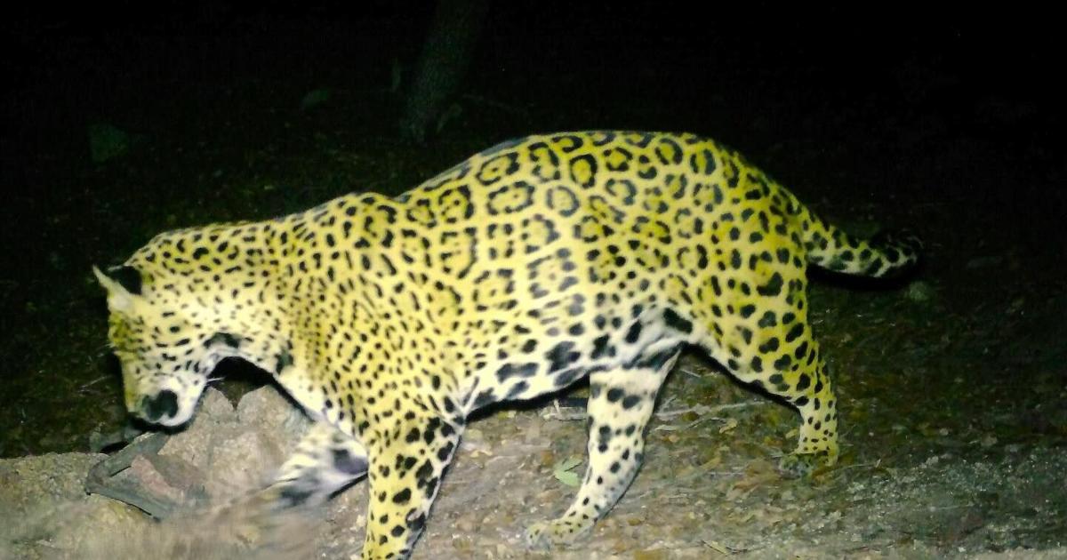 Jaguar known as 'Cinco' expands territory across Southern Arizona | Arizona News