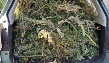 Barany in the garden: Yakima’s yard waste pickup is back — here’s why it matters | Home And Garden