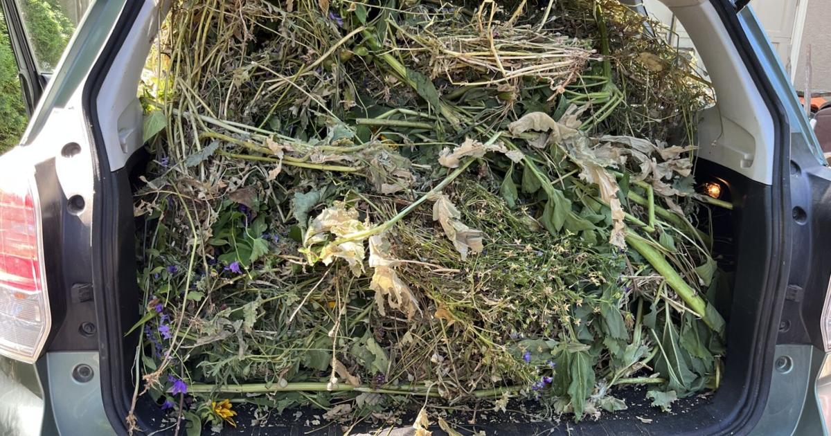 Barany in the garden: Yakima’s yard waste pickup is back — here’s why it matters | Home And Garden