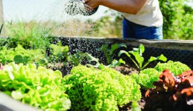 Tips for planting, gardening during South Carolina’s drought