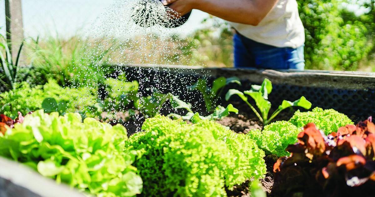 Tips for planting, gardening during South Carolina’s drought