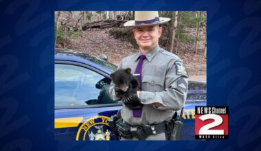 Bear Cub Rescued After Being Found Alone on Oneida County Road | Local