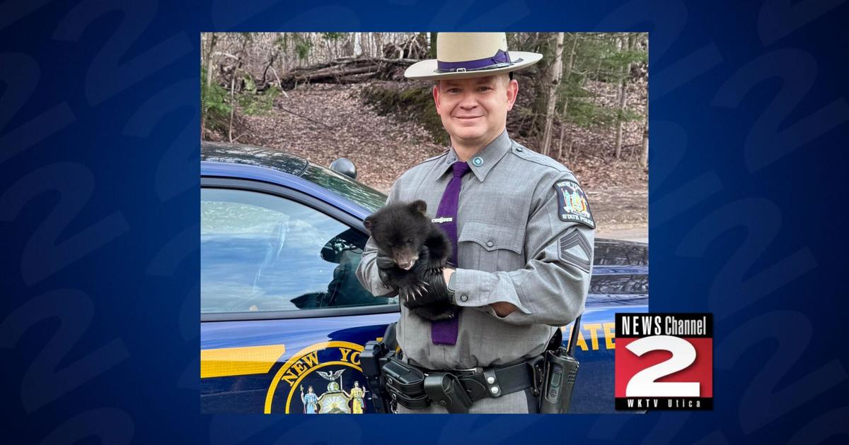 Bear Cub Rescued After Being Found Alone on Oneida County Road | Local