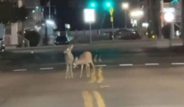 Ocean City: Keep an eye out for downtown deer | Latest News