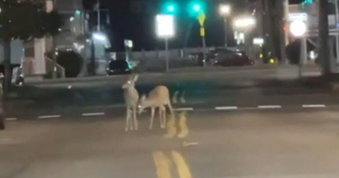 Ocean City: Keep an eye out for downtown deer | Latest News