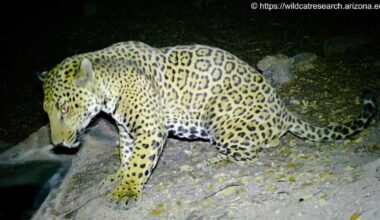 'Cinco' the jaguar sighting confirms big cats continue to roam Southern Arizona | Good News
