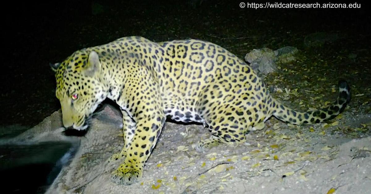 'Cinco' the jaguar sighting confirms big cats continue to roam Southern Arizona | Good News