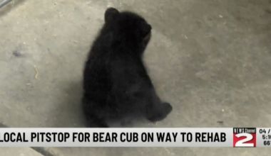 Rescued Bear Cub Makes Pit Stop at Woodhaven Wildlife Rehabilitation Center | Local