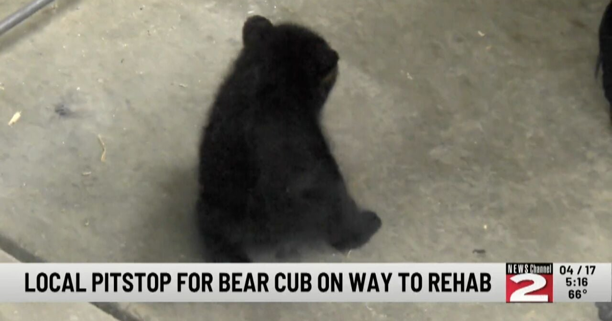 Rescued Bear Cub Makes Pit Stop at Woodhaven Wildlife Rehabilitation Center | Local