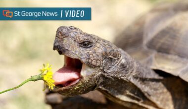 'People love tortoises': 15 Mojave desert tortoises available for Utahns to adopt - St. George News