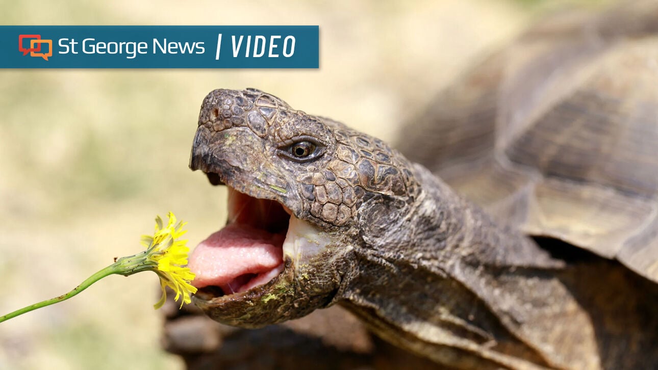 'People love tortoises': 15 Mojave desert tortoises available for Utahns to adopt - St. George News