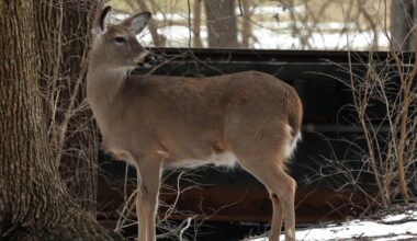 ODNR said deer from 6 counties detected with CWD | Local