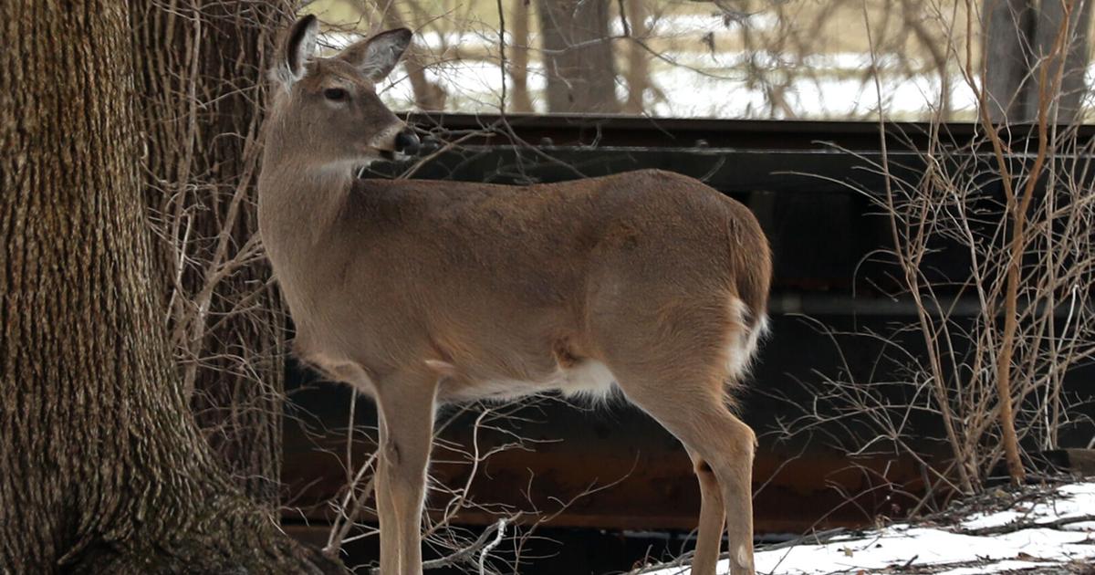 ODNR said deer from 6 counties detected with CWD | Local
