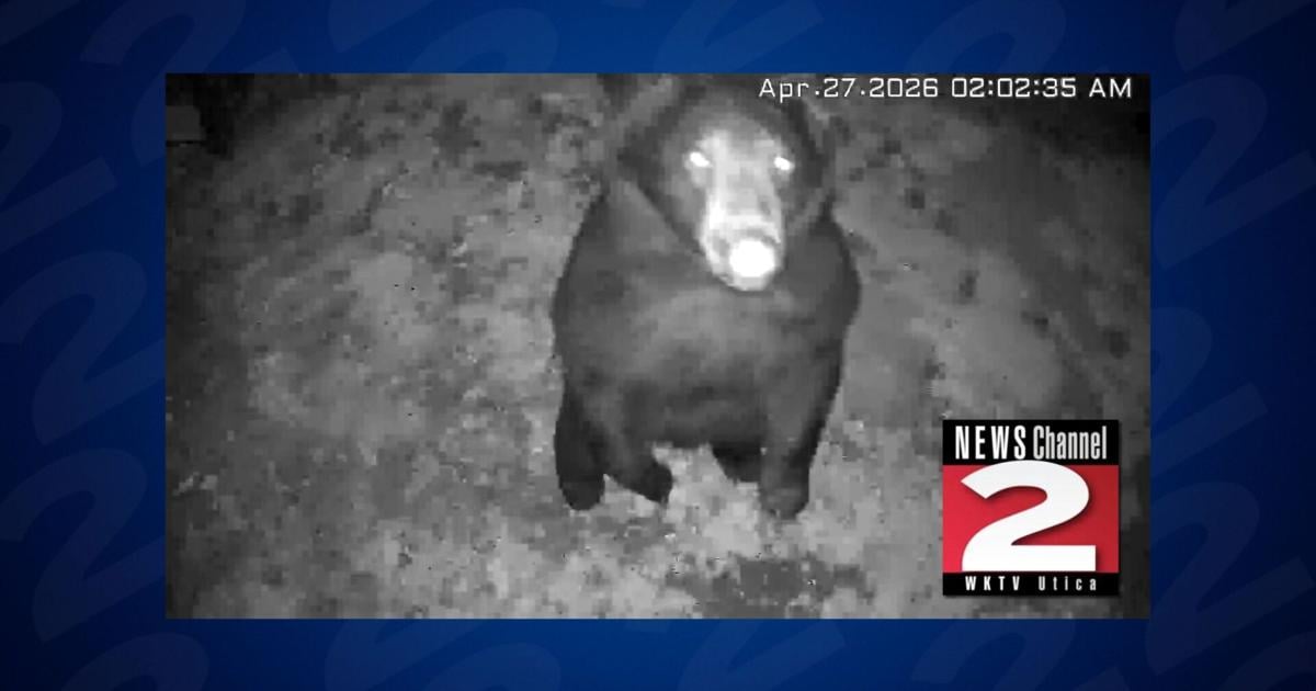 Bear Spotted on Security Camera in Boonville | Local