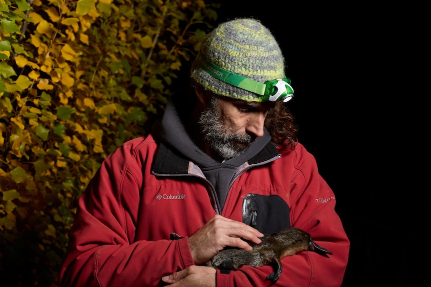A man wearing warm clothing and a head torch cradling a platypus at night.