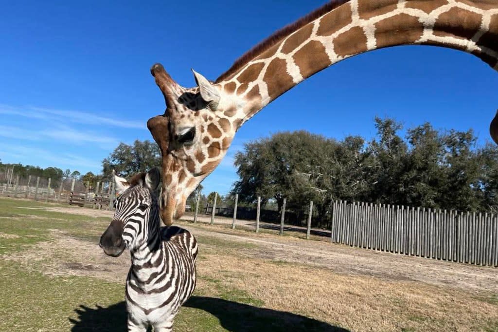 Bakari the giraffe and Kurtsie the zebra have struck up an unlikely — and heart melting — friendship at the Wild Adventures Theme Park in Valdosta, Ga. Wild Adventures