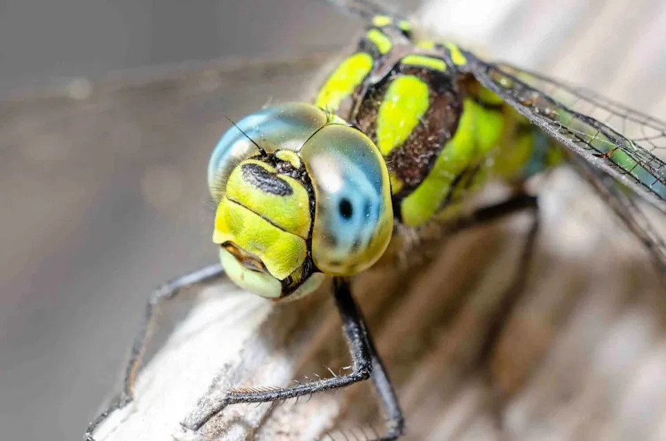 Сlose-up portrait of a dragonfly with big eyes.