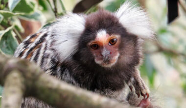 Police seize monkey from boot of car