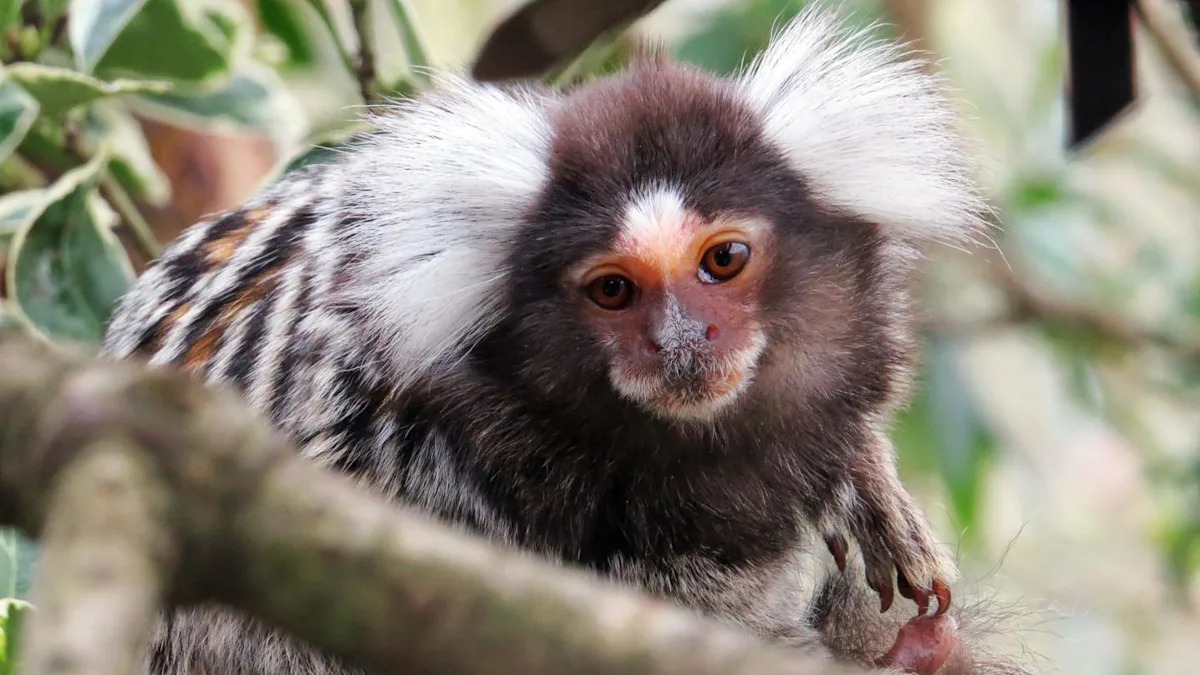 Police seize monkey from boot of car