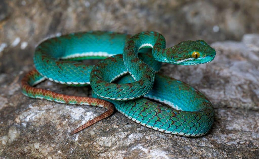 A spectacular new species of pit viper (from the Trimeresurus genus) was collected during a survey of Phnom Prampi in Battambang and is currently being described. Recognised by their triangular heads, these highly venomous snakes track down their warm-blooded prey using the heat-sensitive pits behind their nostrils.