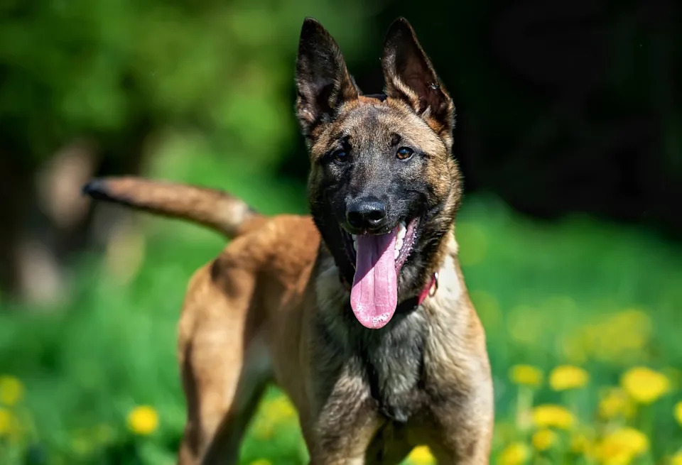 Becky Roche said that Ranger, her Belgian malinois, died after being infected with the parasites that cause Chagas disease (Getty Images/iStockphoto)