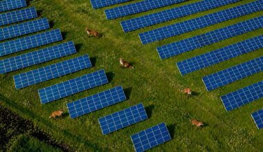 Fox using solar farm as habitat