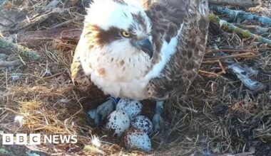Poole osprey caught in love triangle near Wareham lays fourth egg - BBC