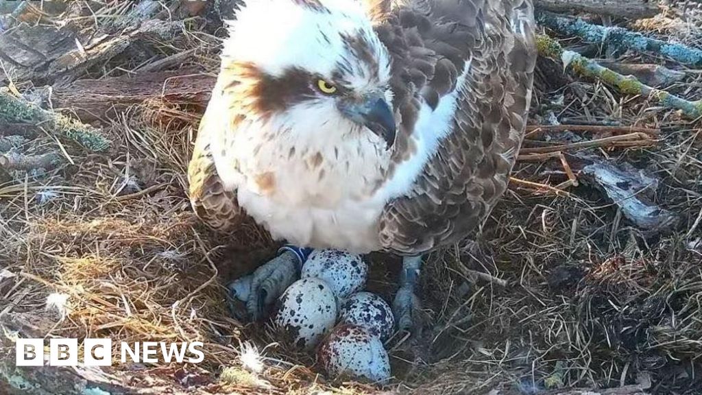 Poole osprey caught in love triangle near Wareham lays fourth egg - BBC