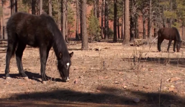Heber wild horses face removal as Forest Service disputes protected status