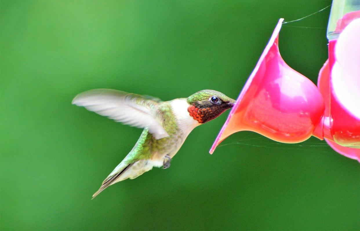 close up of hummingbird flying by hummingbird,marlboro,new jersey,united states,usa