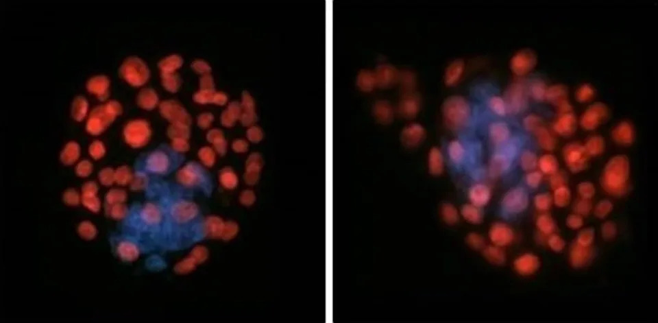 Experiments showed that sperm were roughly 50% worse at navigating under space-like conditions. Sperm and Embryo Biology Laboratory, Adelaide University