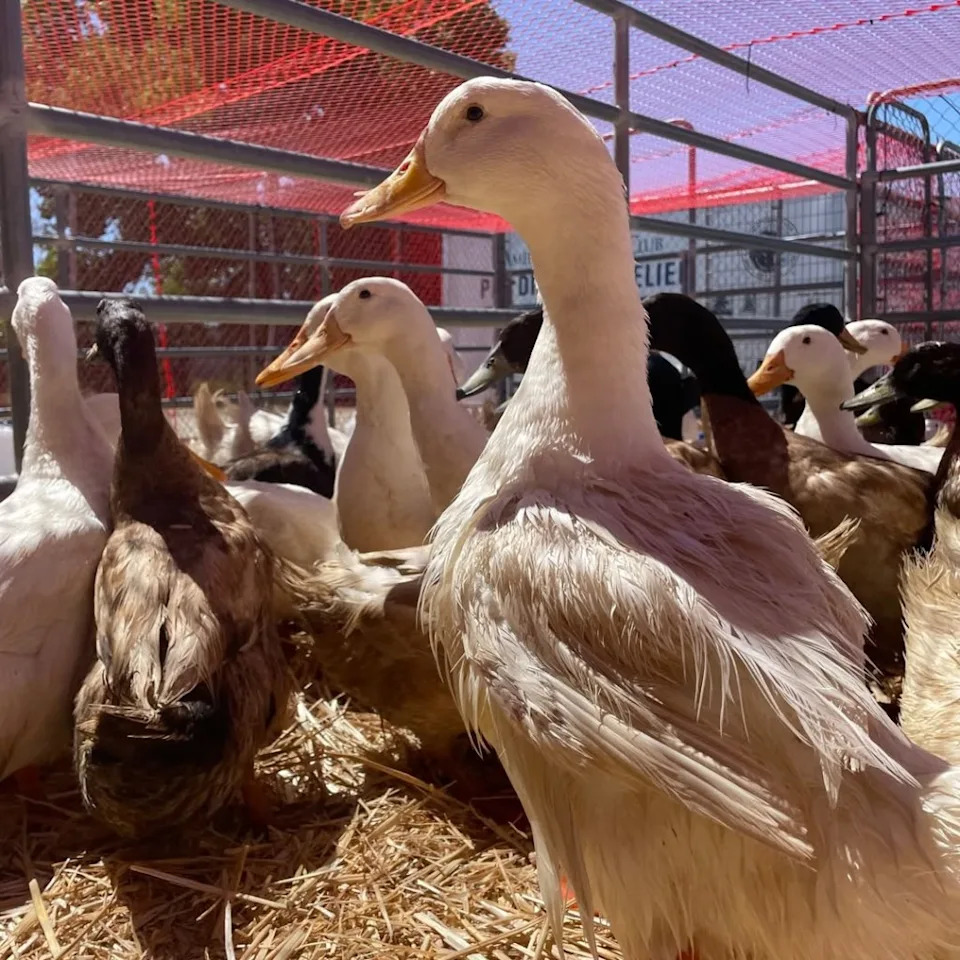 The department is actively coordinating care and intake for the animals at the San Jacinto Valley Animal Campus where they will be available for rescue and adoption on Wednesday, April 15. Instagram/@riversidecountyanimalservices